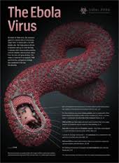 इबोला भाइरस विरुद्ध मानव शरीरमा नयाँ भ्याक्सिन परीक्षण सुरु