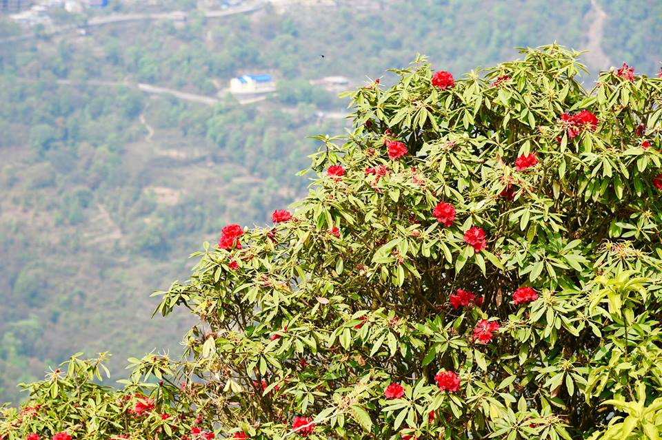 धनकुटाको नाम्चेमा फुलेको लालिगुरास फुल (तस्बिर : सुरेन गिरी)