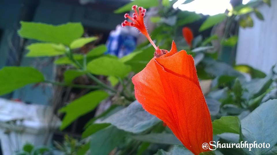 flower- saurab thakur (2)
