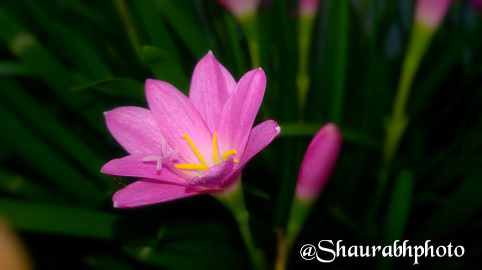flower- saurab thakur (6)
