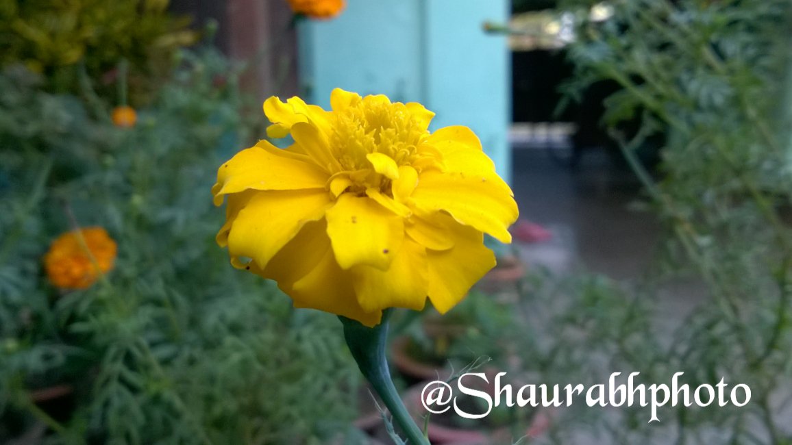 flower- saurab thakur (7)