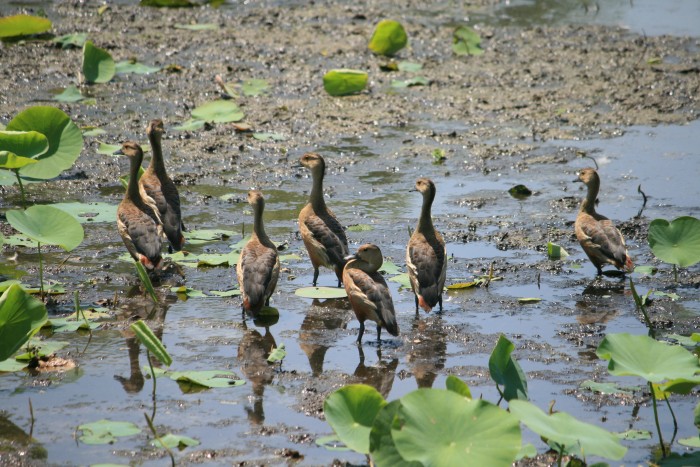 कोसी टप्पु वन्यजन्तु आरक्षको सीमसार क्षेत्रमा पाइने जलपक्षीको गणना शुरु