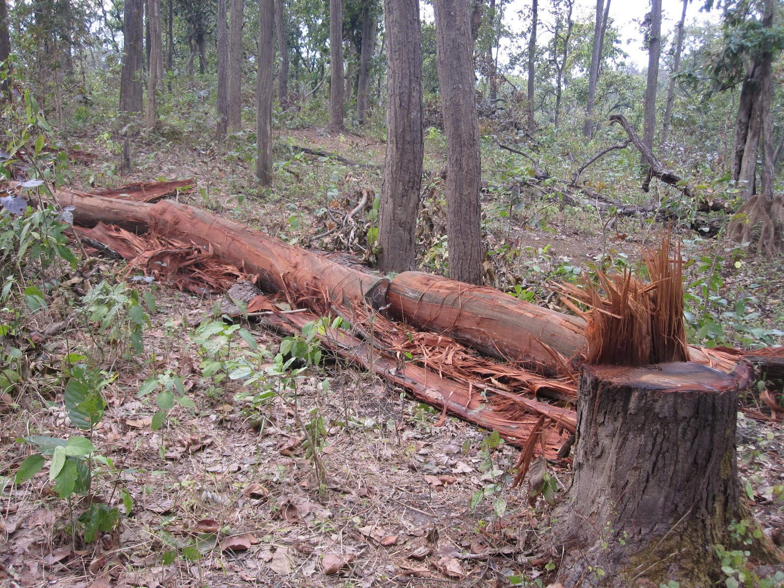 वैज्ञानिक वन ब्यवस्थापन विवादमा, वन फडानी तत्काल रोक्न निर्देशन