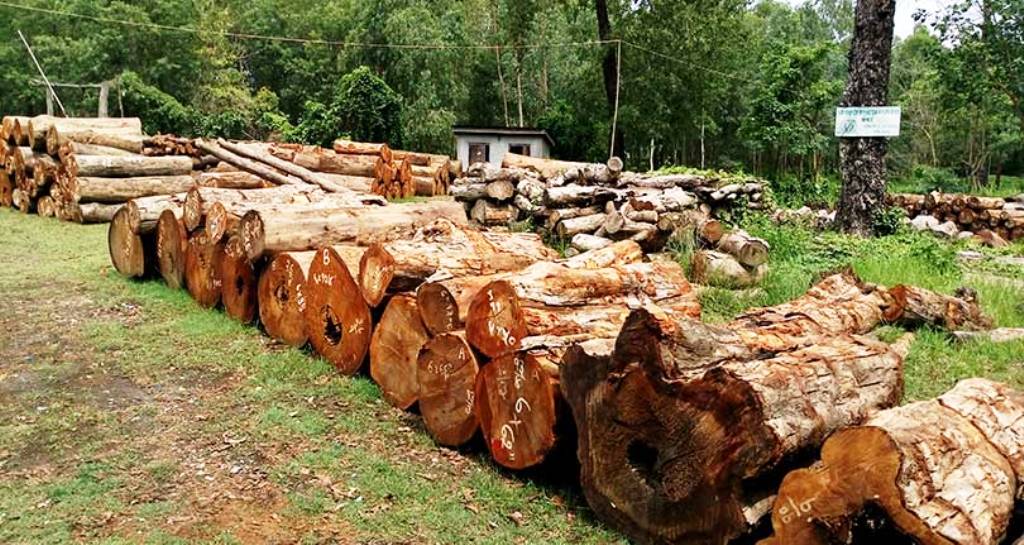 मोरङको उत्तरी क्षेत्रमा वन पदाधिकारी र कार्यालयकै मिलेमतोमा ब्यापक वन फडानी