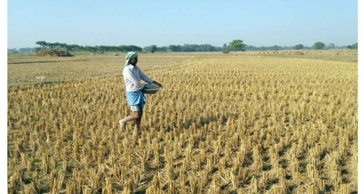 सुनसरीका किसानहरू मलखादविना गहुँ छर्न बाध्य ,उन्नत जातको बीउको पनि अभाव