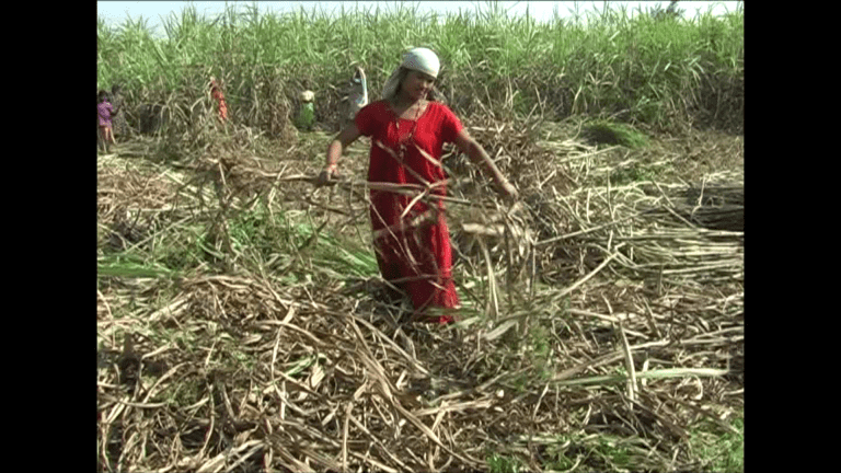 उखुको मूल्यमा सहमति नहुँदा उखु खरीद विक्रिमा अन्योल, सुनसरी -माेरङका किसान समस्यामा