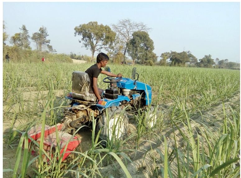 सुनसरी र मोरङमा उखु खेती गर्ने किसान प्रविधिसँग जोडिदा किसान आकर्षित