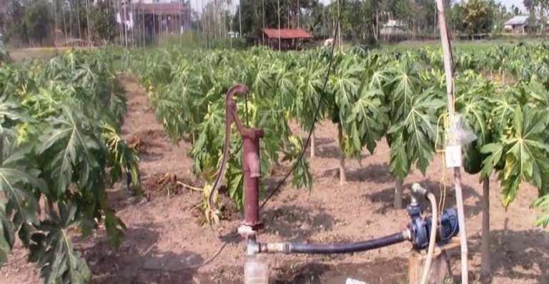 झापामा फस्टाउँदै मेवा खेती : रोजगारीका लागि विदेशिने युवालाई बन्न सक्छ प्रेरणा
