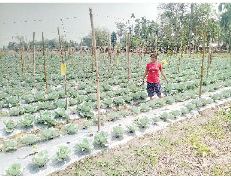 गरिखानेको कथा : झापाको गौरादहमा बेमौसमी अर्गानिक तरकारी खेतीमा जम्दै किसान