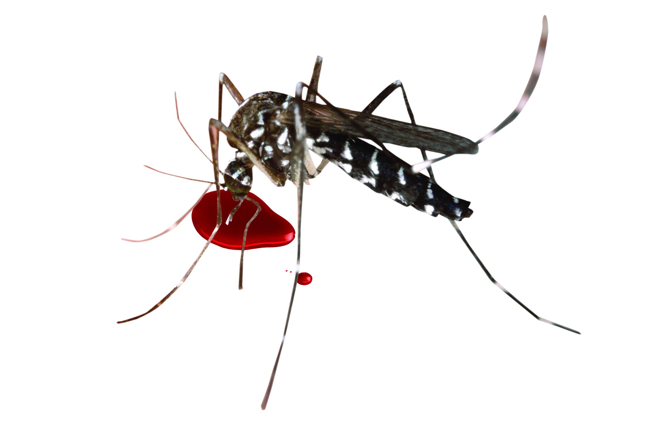 स्वास्थ्य : औषधि नै पचाउन सक्ने मलेरिया परजिवी फैलिँदै