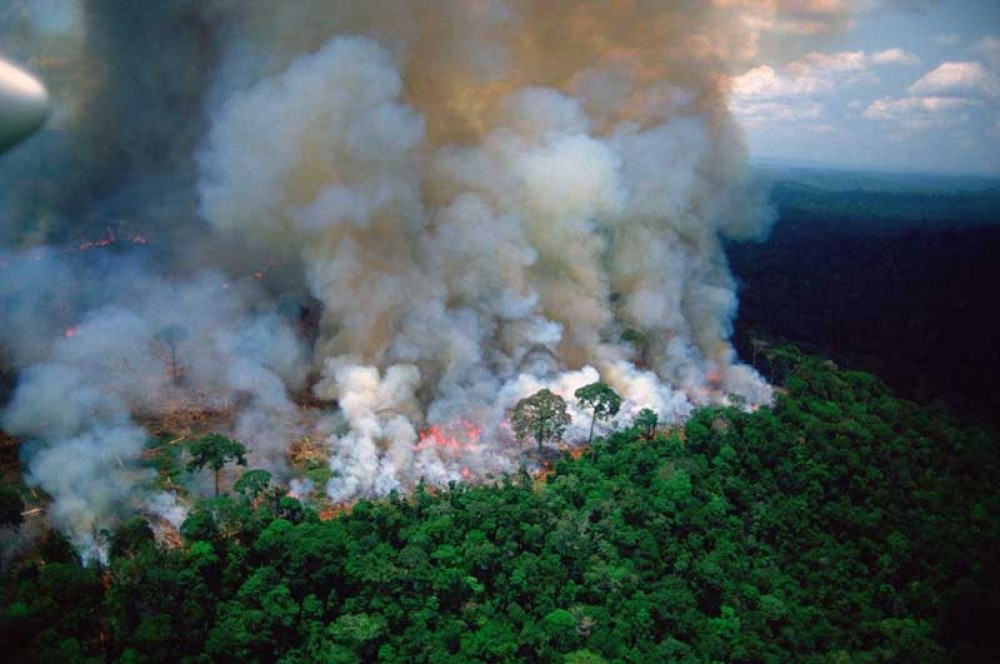 अमेजन जंगलमा डँडेलो, अन्तर्राष्ट्रिय समुदाय चिन्तित