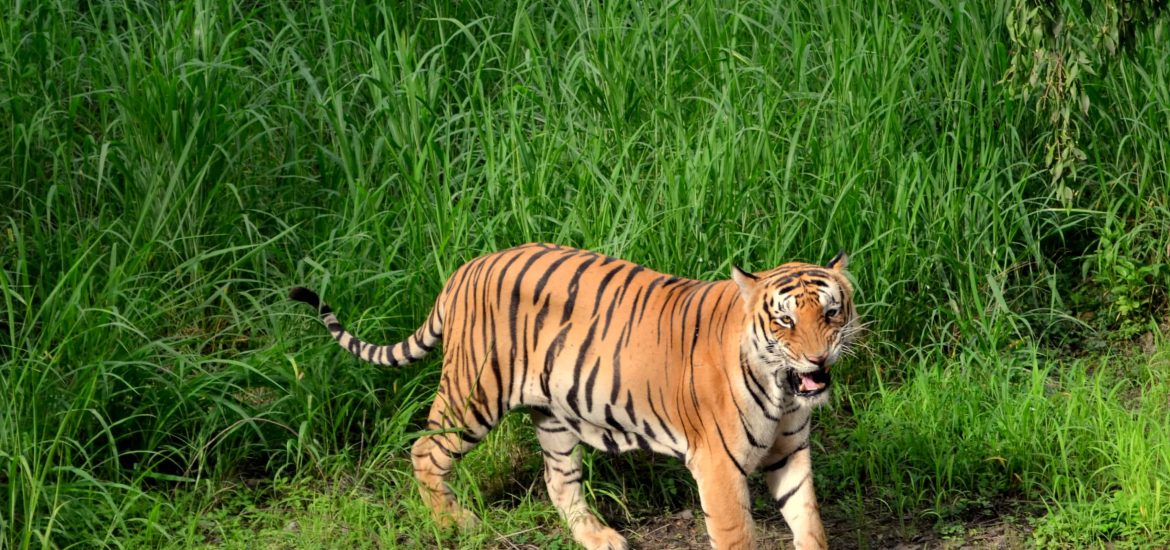राष्ट्रिय बाघ सर्वेक्षण : बाघको सङ्ख्या बढाउन चुनौती