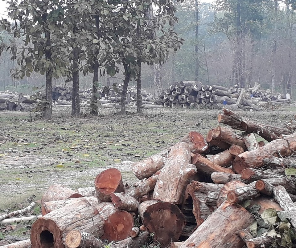 मोरङका वनमा काठ कुहिँदै छ, विदेशबाट ४० करोडको आयात