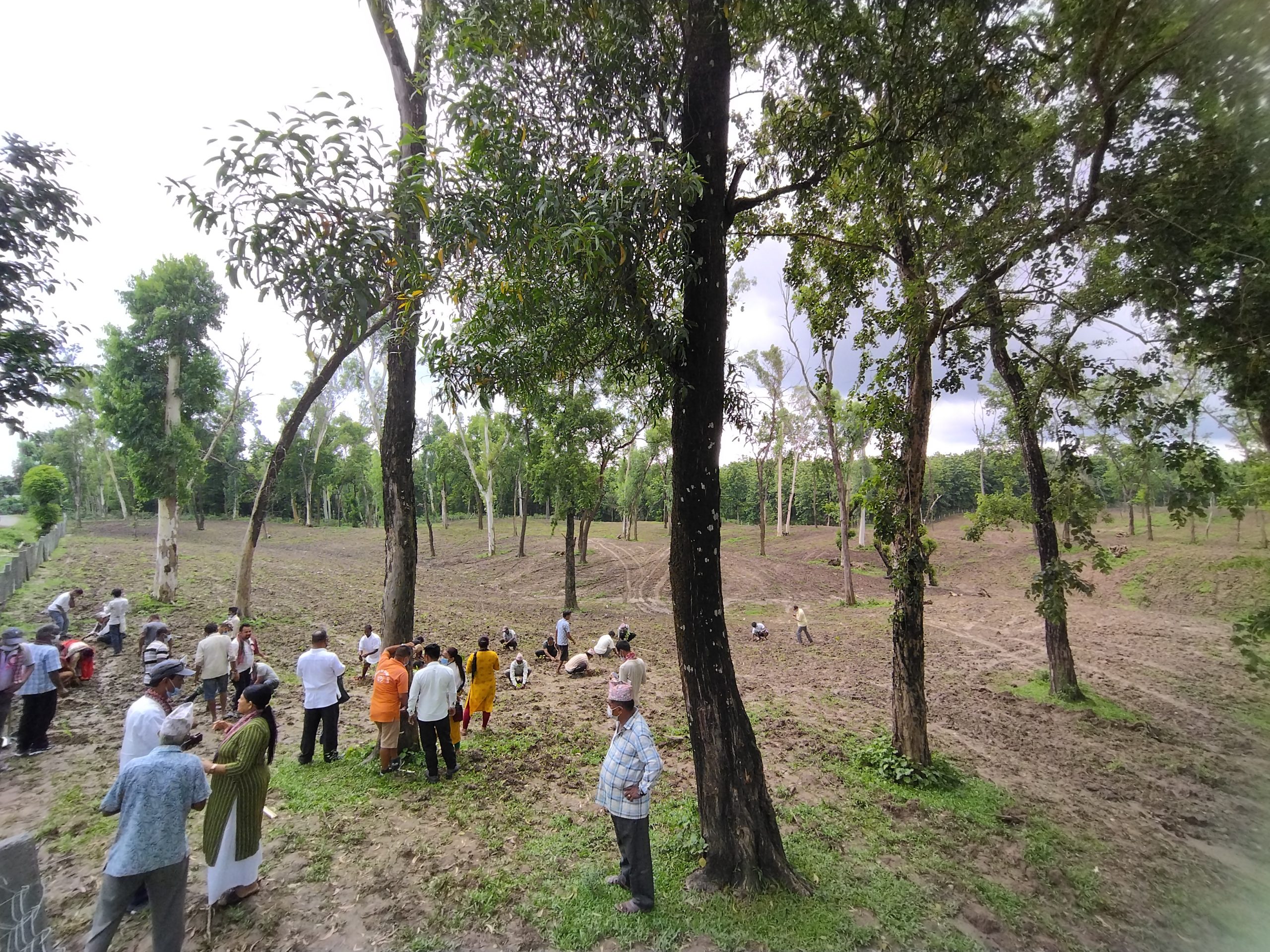 ग्रामिण सुधार सामुदायिक वनमा बृक्षारोपण