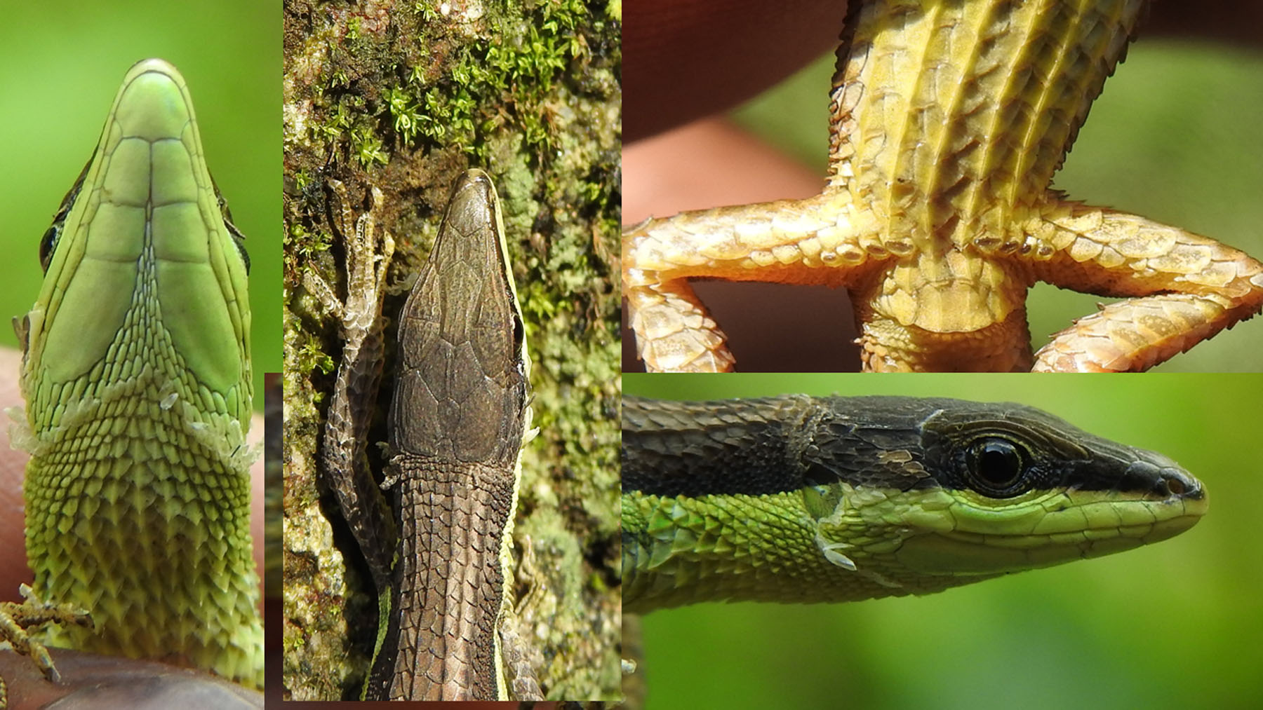 मिक्लाजुङमा भेटियो नयाँ प्रजाति छेपारोको