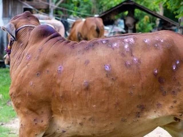 कोशी प्रदेश : ‘लम्पी स्किन’का कारण एक हजारभन्दा बढी पशु मरे