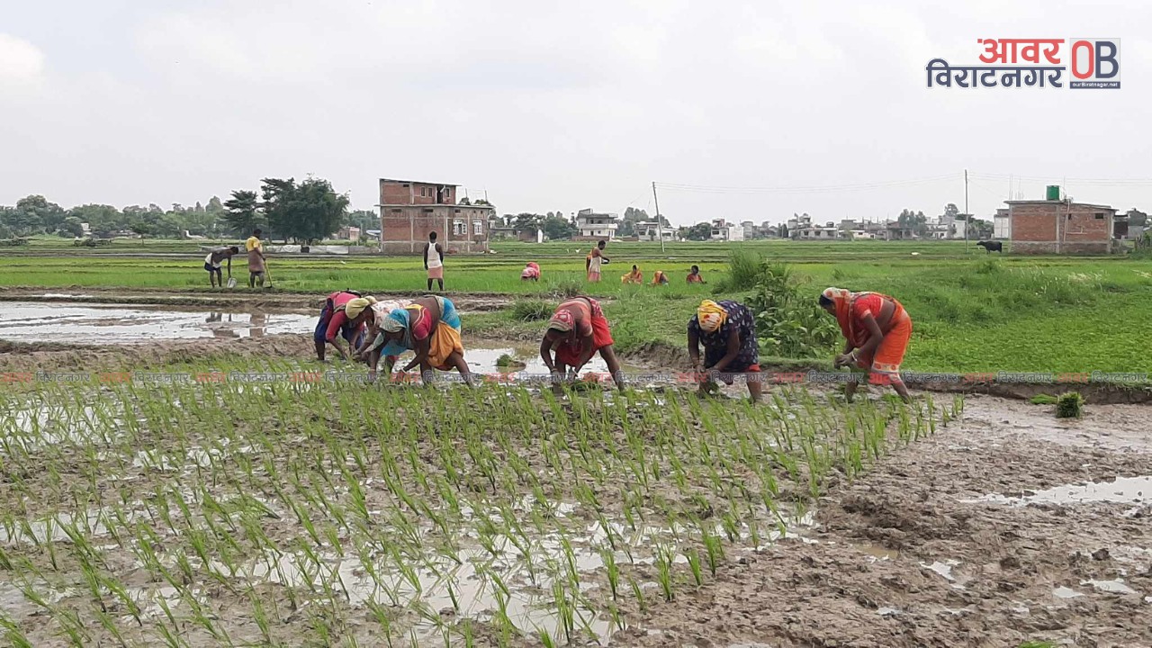 धान रोपाई कम हुनुमा लम्पी स्किनको समेत प्रभाव