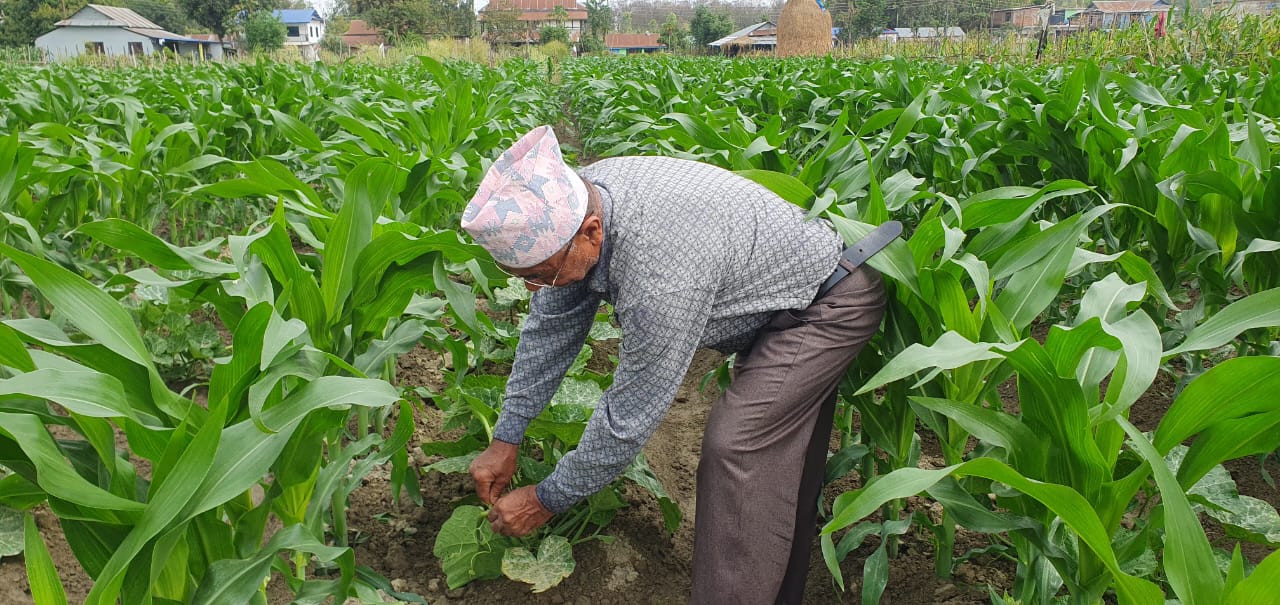 बर्षादकाे पानीले पूर्वी नेपालका किसान उत्साहित