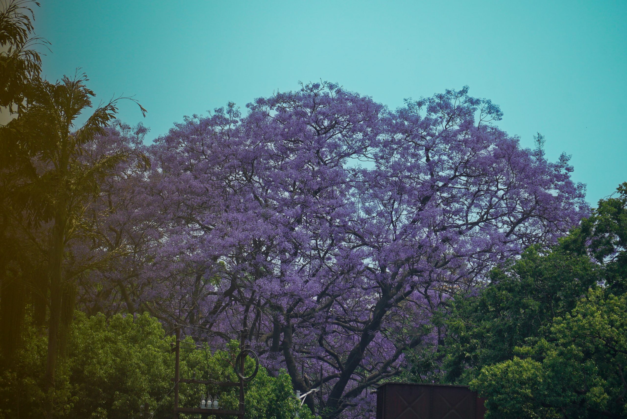 काठमाडौंमा नीरफूलको याम (फोटो फिचर)