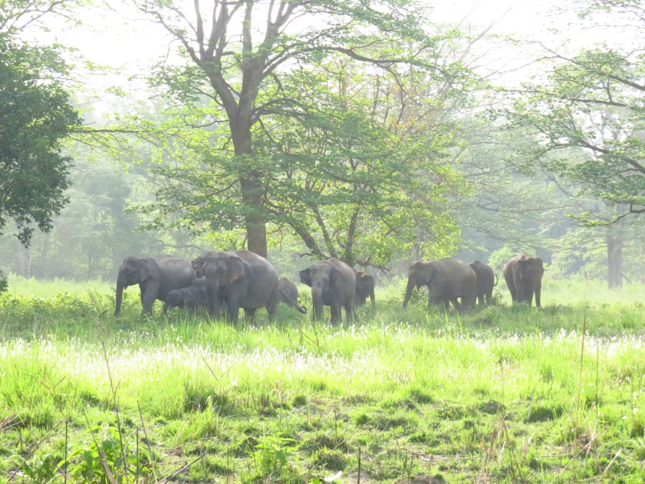 <span class='c1'>बढ्दो मानव–हात्ती द्वन्द्व : २० वर्षमा</span> <span class='c2'>दुई सय ७४ जनाको मृत्यु</span>