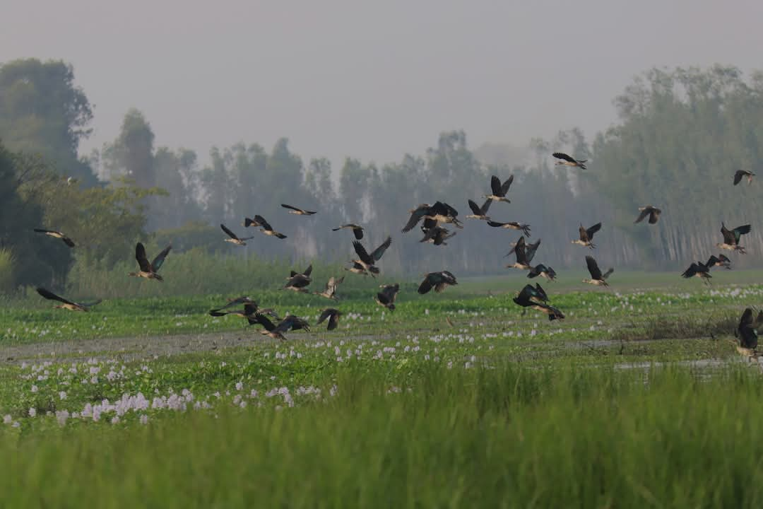 <span class='c1'>तालतलैयामा आगन्तुक चराको चहलपहल,</span> <span class='c2'>जलपन्छी गणना सुरु</span>