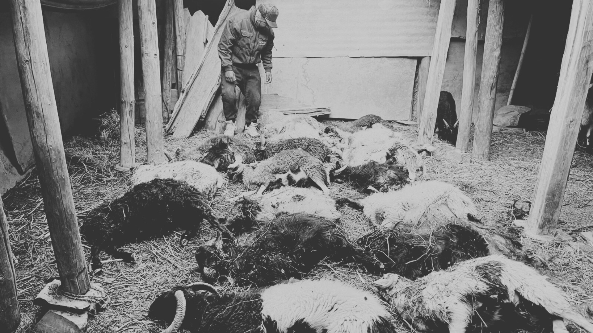 <span class='c1'>मुस्ताङमा हिउँ चितुवाको आक्रमणले</span> <span class='c2'>१९ वटा भेडा–च्याङ्ग्रा मारिए</span>