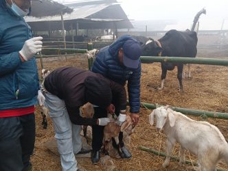 <span class='c1'>विराटनगरमा २४ हजार खशी–बाख्रा,</span> <span class='c2'>एक हजार सुँगुरलाई खोप</span>