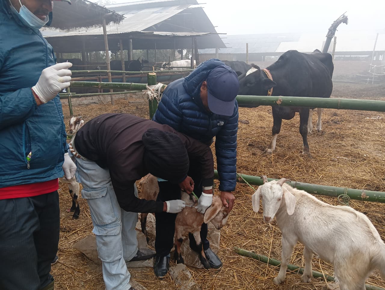 <span class='c1'>विराटनगरमा २४ हजार खशी–बाख्रा,</span> <span class='c2'>एक हजार सुँगुरलाई खोप</span>