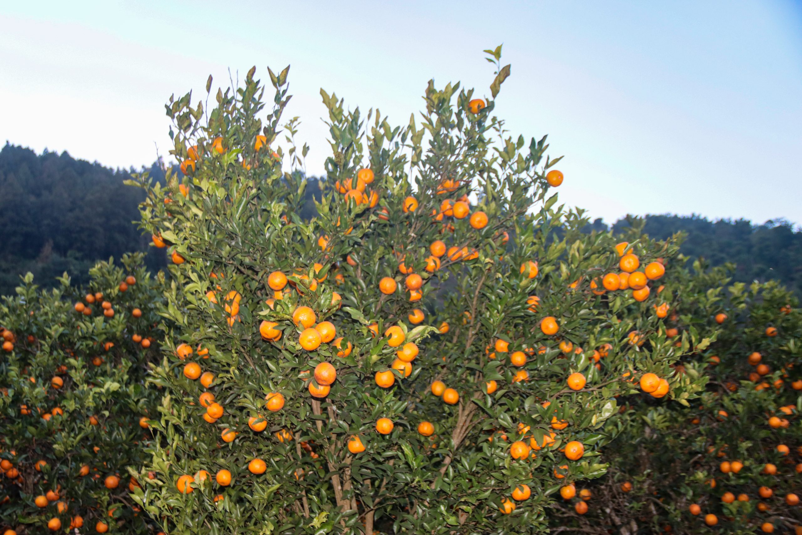 <span class='c1'>सिन्धुलीमा जुनार प्रवद्र्वन मेला, राष्ट्रिय</span> <span class='c2'>तथा अन्तर्राष्ट्रिय बजारमा चिनाउने लक्ष्य</span>