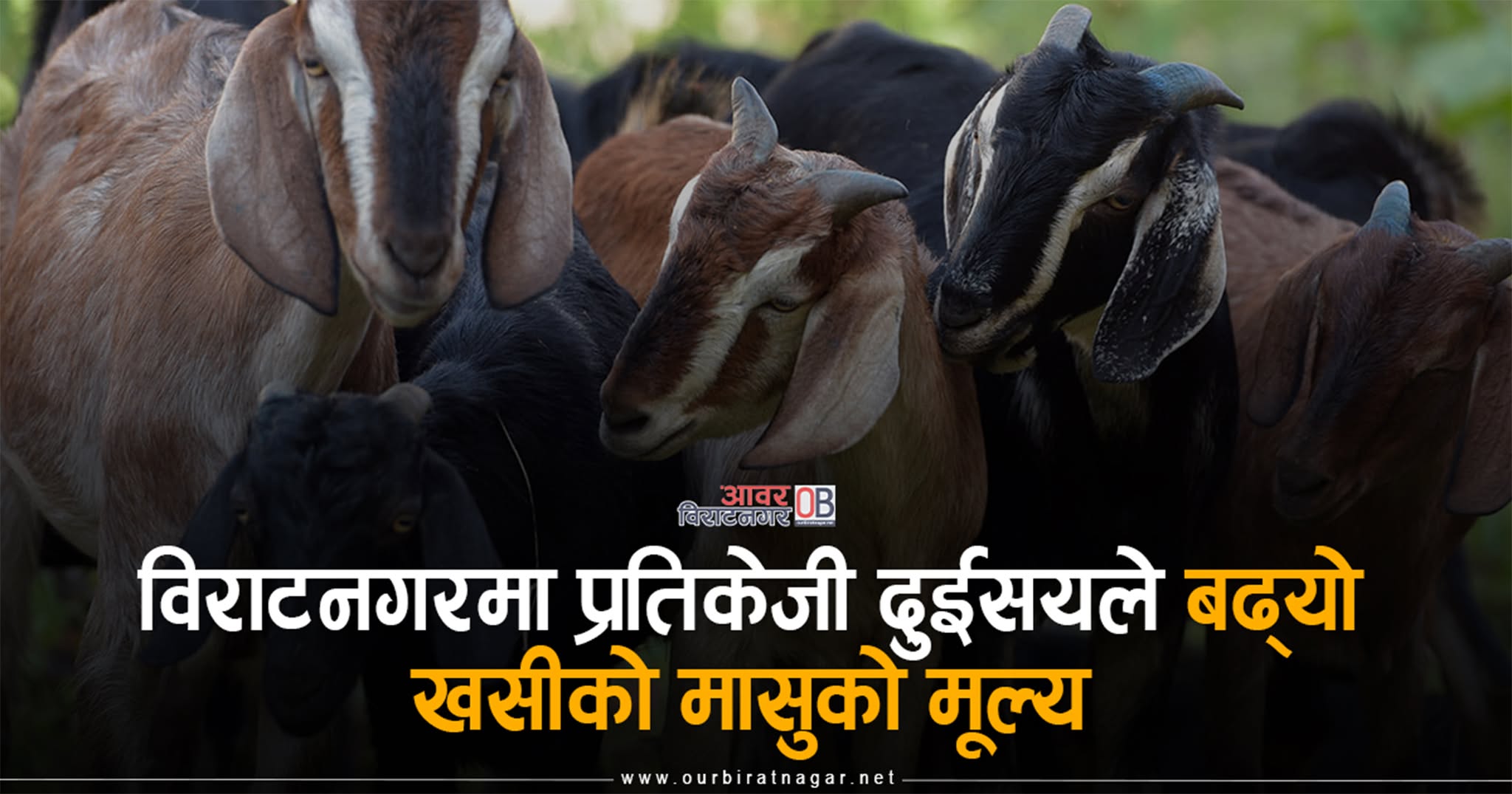 <span class='c1'>विराटनगर कन्चनबारीमा दुईसय प्रतिकेजीले</span> <span class='c2'>बढ्यो मासुको मूल्य</span>