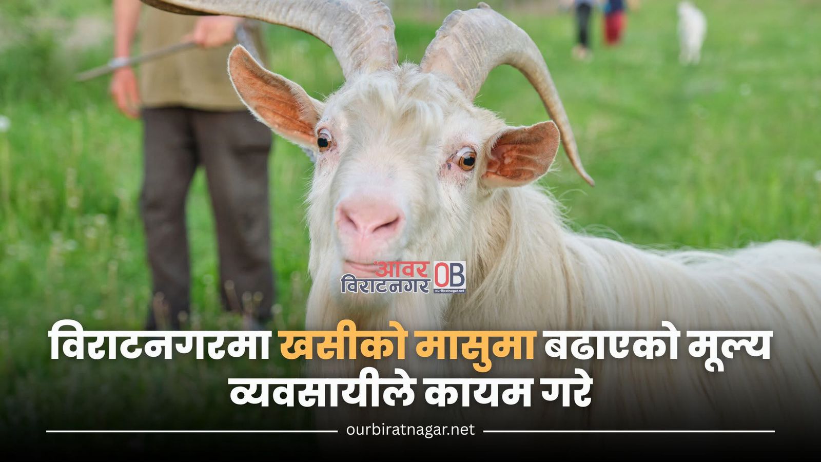 <span class='c1'>विराटनगरमा खसीको मासुमा बढाएको मूल्य व्यवसायीले</span> <span class='c2'>कायम गरे, नियमन गर्ने निकाय मौन</span>