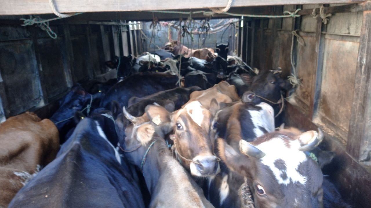 <span class='c1'>तीन महिनामै ८५ गाई–गोरु नियन्त्रण,</span> <span class='c2'>तस्करीविरुद्ध मकवानपुर प्रहरीको कडा कारबाही</span>