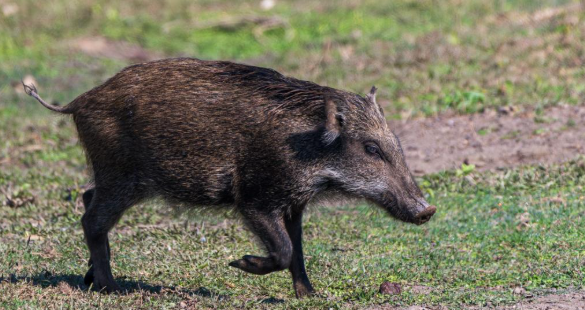 <span class='c1'>जंगली बँदेललाई धपाउन, पक्रन वा मार्न</span> <span class='c2'>पाइने, सरकारद्वारा ‘कृषि हानिकारक वन्यजन्तु’ घोषणा</span>