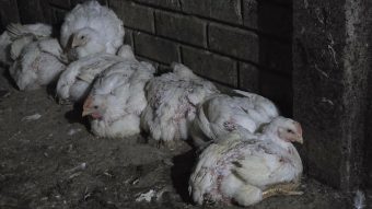 <span class='c1'>विराटनगर सहित मोरङको ५</span> <span class='c2'>स्थानमा भेटियो बर्ड फ्लु</span>