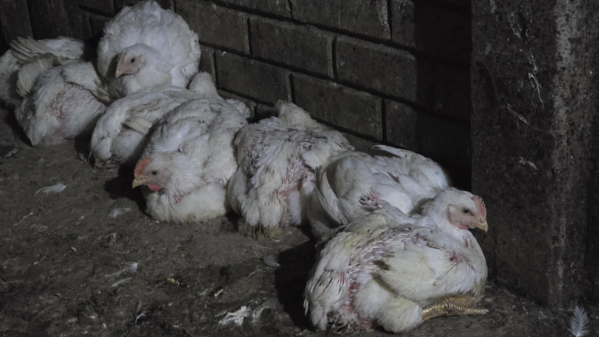 <span class='c1'>विराटनगर सहित मोरङको ५</span> <span class='c2'>स्थानमा भेटियो बर्ड फ्लु</span>