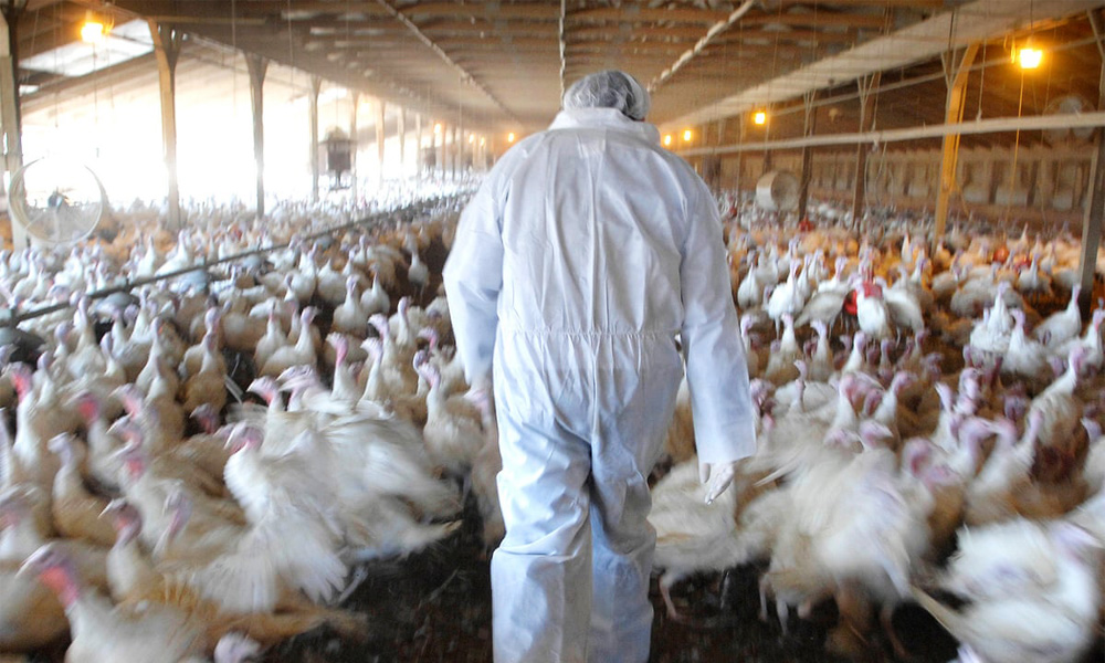 <span class='c1'>मोरङका तीन स्थानमा बर्ड फ्लु पुष्टि,</span> <span class='c2'>उच्च सतर्कता अपनाउन प्रशासनको निर्देशन</span>