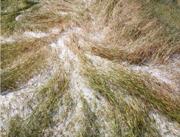 <span class='c1'>असिना पानीले भित्र्याउने समयको</span> <span class='c2'>बाली नष्ट, कृषकहरू चिन्तित</span>