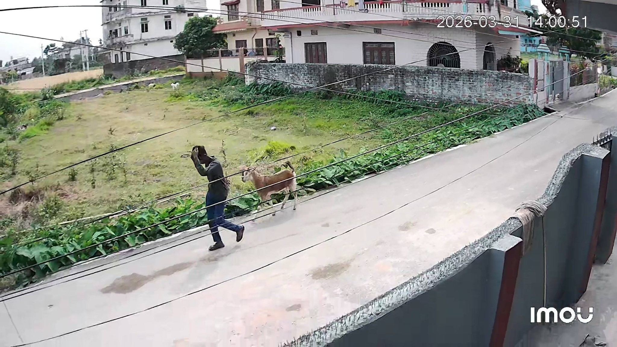 <span class='c1'>विराटनगरमा चरनमा बाँधिएको</span> <span class='c2'>खसी दिउँसै चोरी</span>