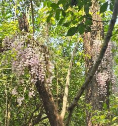 <span class='c1'>सलहेश फूलबारीमा बिहानैदेखि भीड, नयाँ</span> <span class='c2'>वर्षमा ढकमक्क फुल्यो ‘चमत्कारी’ सुनाखरी</span>