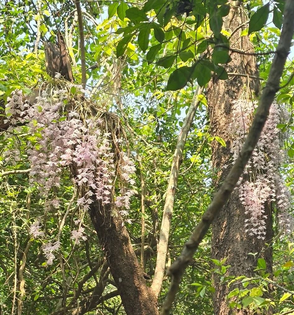 <span class='c1'>सलहेश फूलबारीमा बिहानैदेखि भीड, नयाँ</span> <span class='c2'>वर्षमा ढकमक्क फुल्यो ‘चमत्कारी’ सुनाखरी</span>