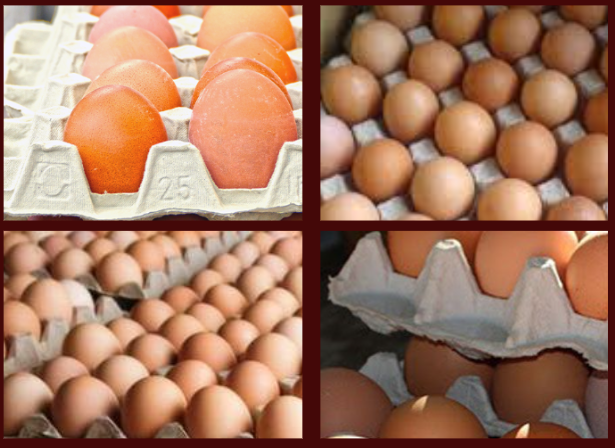 <span class='c1'>अण्डाको मूल्य क्रेटमा</span> <span class='c2'>१५ रुपैयाँले बढ्यो</span>