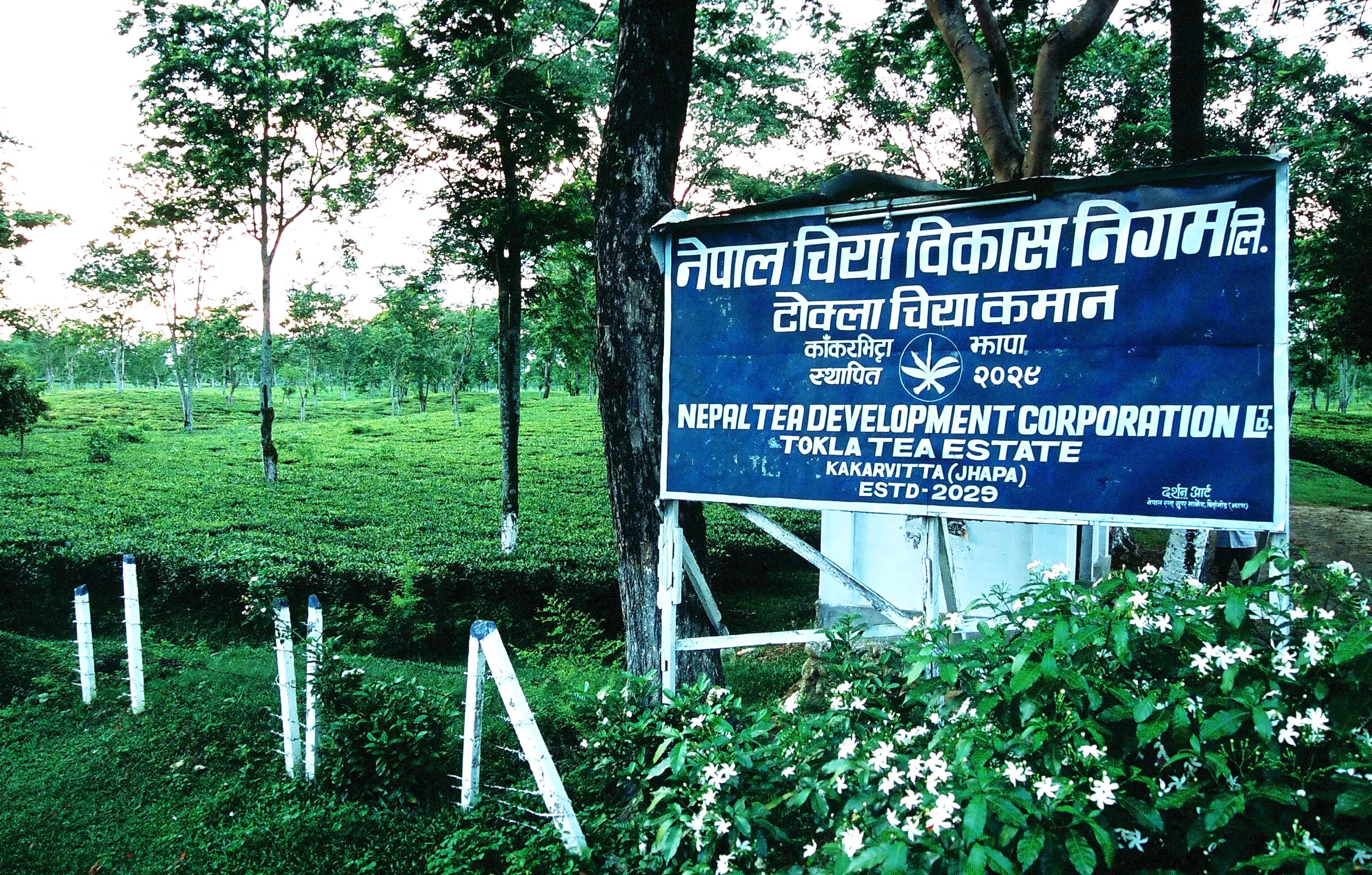 <span class='c1'>नेपाल चिया विकास निगमको सञ्चालन आम्दानी</span> <span class='c2'>१ अर्ब माथि, आईपीओ निष्कासनको तयारी</span>