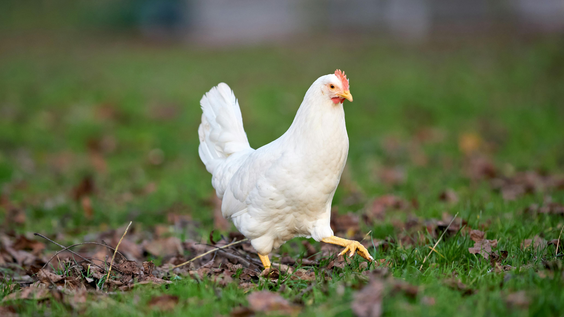 <span class='c1'>नेपालमा बर्डफ्लुको महामारी : १ लाख</span> <span class='c2'>३० हजारभन्दा बढी पंक्षी नष्ट</span>