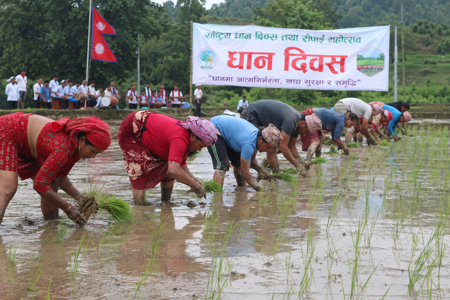 <span class='c1'>धान दिवसको रौनक र समर्थन मूल्यको सकस :</span> <span class='c2'>किसानलाई राहत कि केवल सरकारी औपचारिकता ?</span>