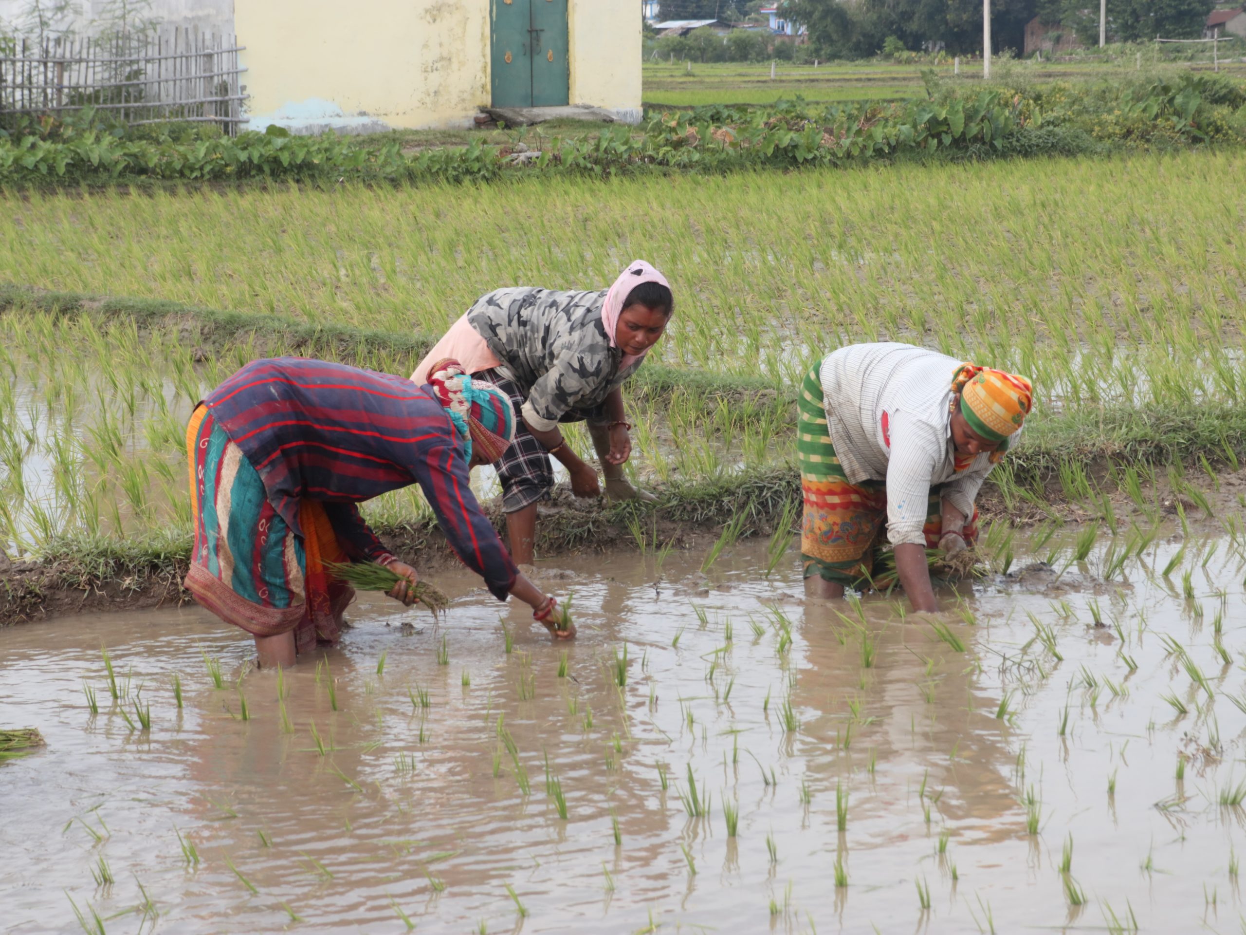 <span class='c1'>समयमै वर्षा भएपछि कोशीमा धान</span> <span class='c2'>रोपाइँ १२ प्रतिशतले वृद्धि</span>