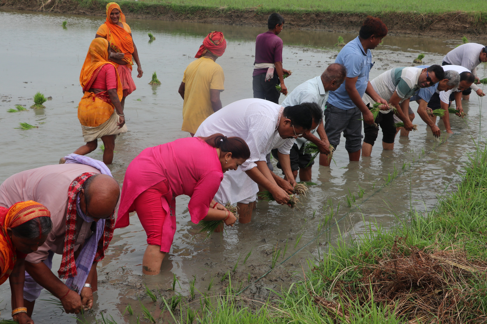 <span class='c1'>देशभर २४.९ प्रतिशत धान रोपाइँ,</span> <span class='c2'>पर्याप्त वर्षा नहुँदा समस्या</span>