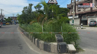 <span class='c1'>मेडियनमा बिरुवासँगै मौलायो झारजंगल,</span> <span class='c2'>क्रससेक्सनमा दुर्घटनाको जोखिम</span>