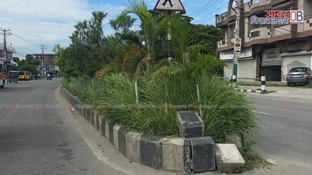 <span class='c1'>मेडियनमा बिरुवासँगै मौलायो झारजंगल,</span> <span class='c2'>क्रससेक्सनमा दुर्घटनाको जोखिम</span>