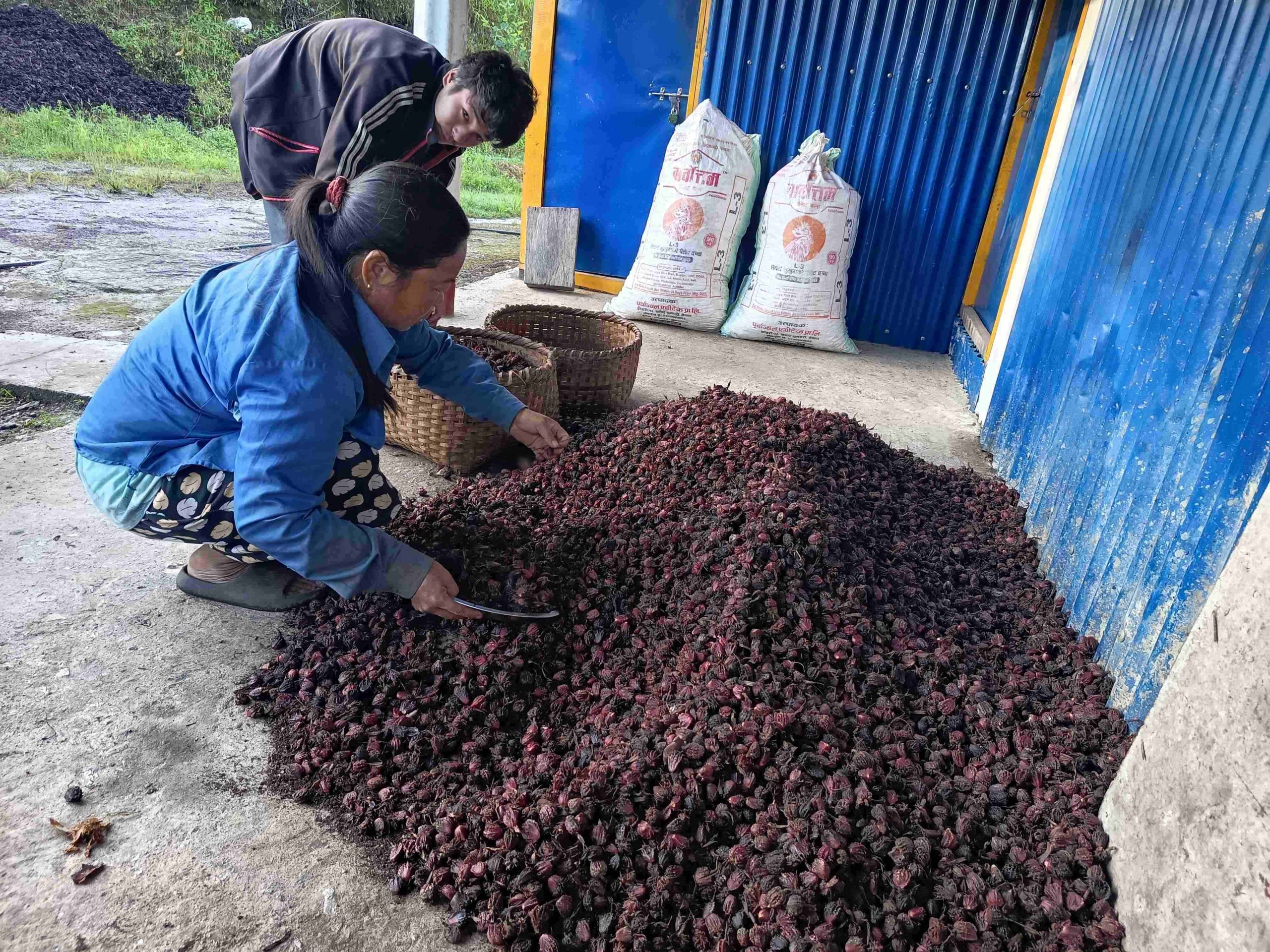 <span class='c1'>अलैँचीको बजार मूल्य</span> <span class='c2'>निरन्तर ओरालो</span>