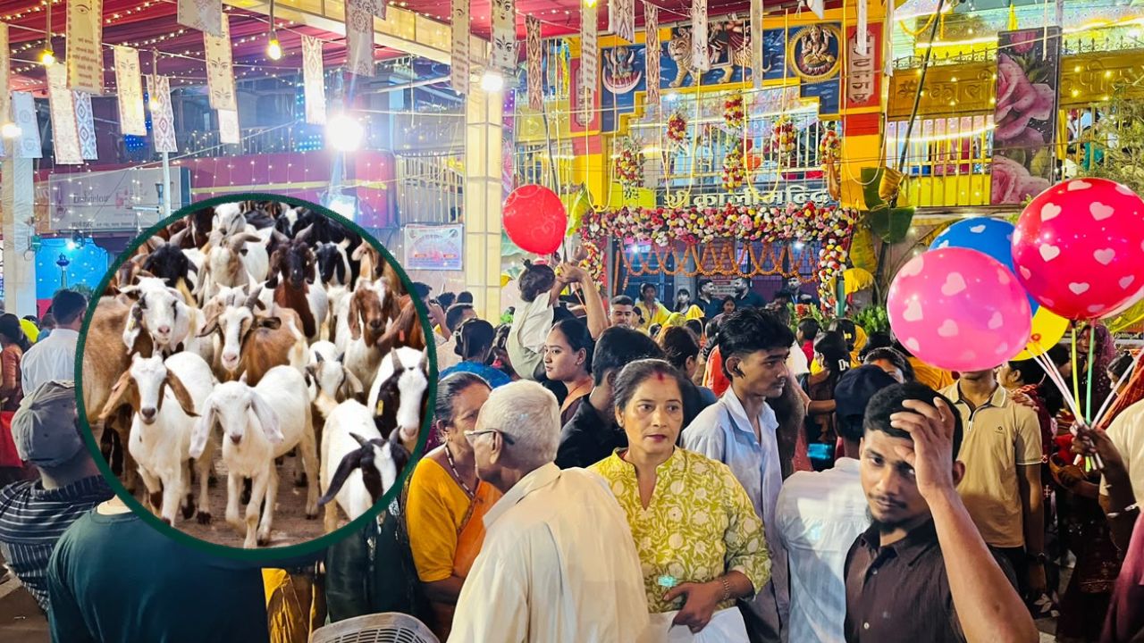 <span class='c1'>विराटनगरको काली मन्दिरमा आज मध्यरात </span> <span class='c2'>१२ बजेदेखि बलि प्रदान हुने</span>